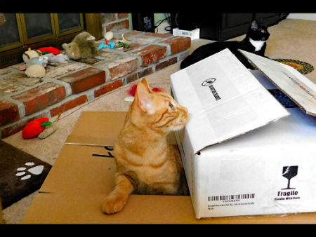 cat in box DSCN0271.jpg